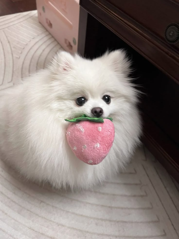 a small white dog with a pink heart on it's mouth sitting in front of a dresser