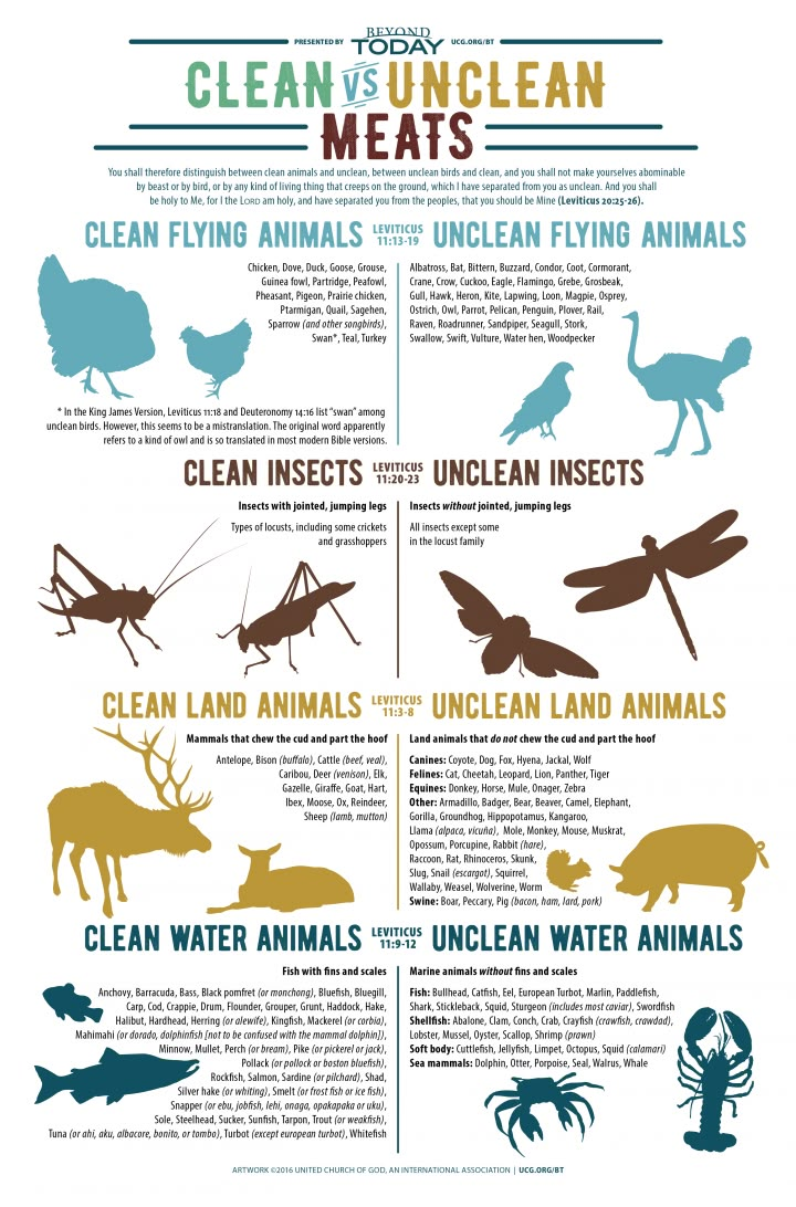 an info sheet describing the different types of animals