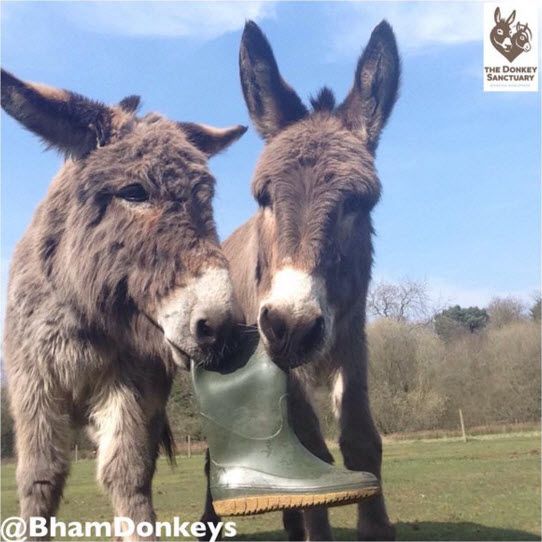 two donkeys standing next to each other with boots on their feet and one has its head in the boot