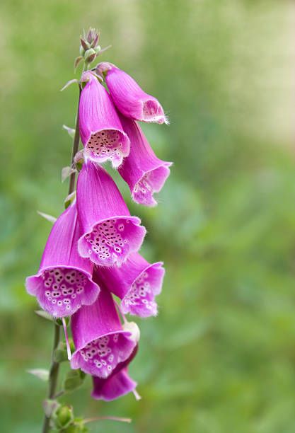 Foxglove Drawing Simple, Fox Gloves Flower, Fox Glove Flower, Foxglove Illustration, Fox Gloves, Poisonous Flowers, Foxglove Flower, Foxglove Flowers, Fox Glove