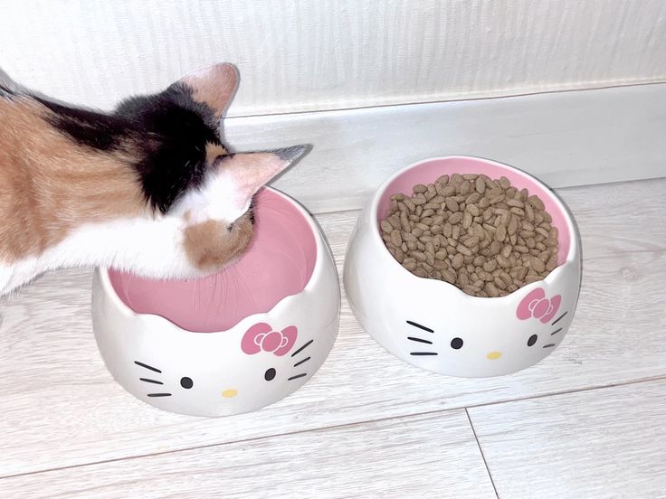 a cat eating food out of a bowl