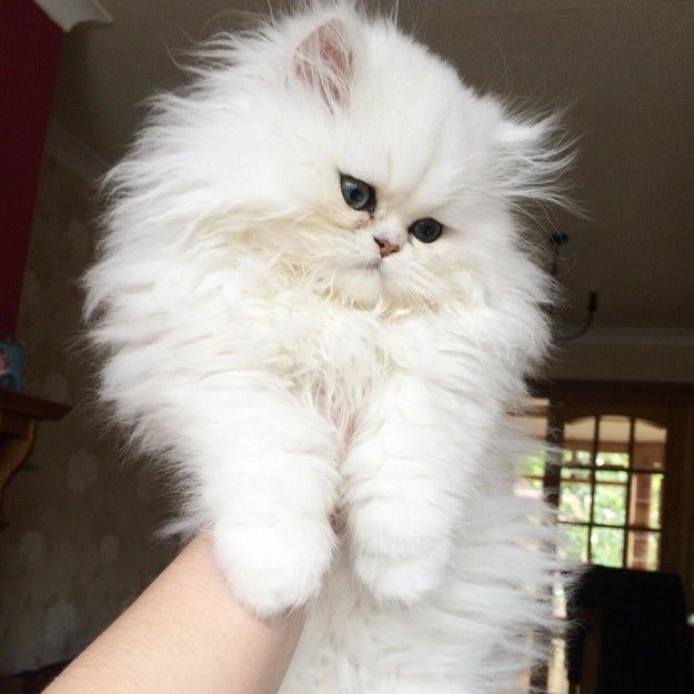 a fluffy white cat sitting on top of someone's arm