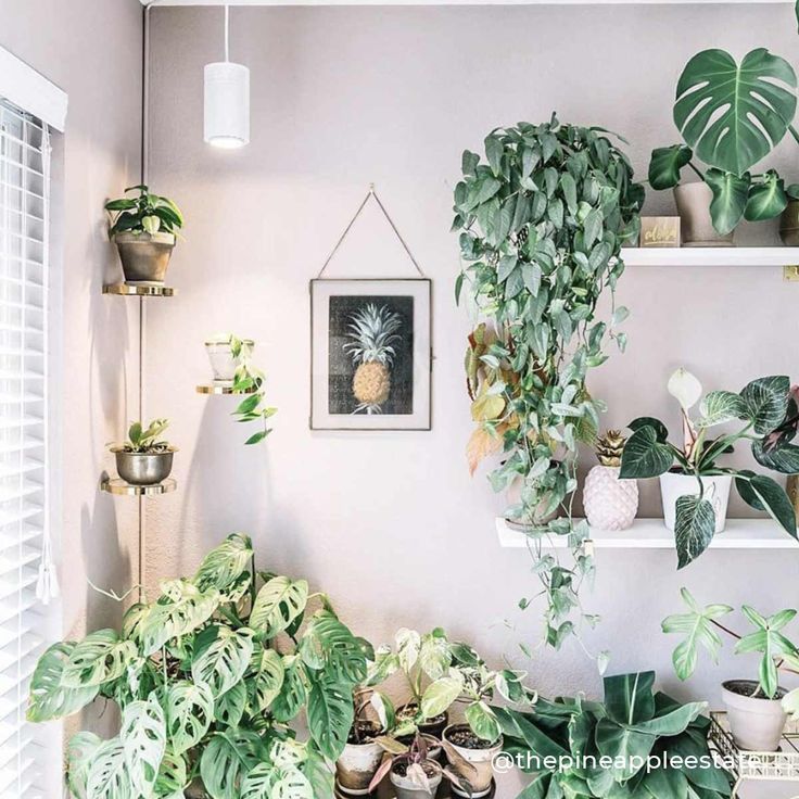 many houseplants are arranged on shelves in the corner of a room with white walls