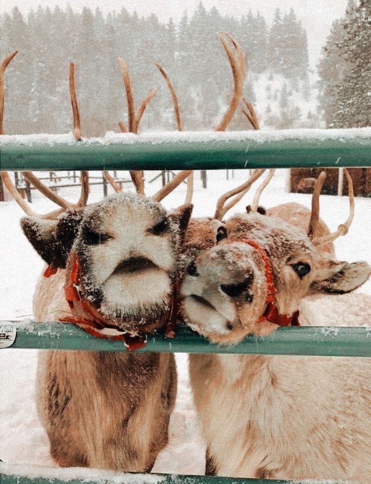 two reindeers standing next to each other in the snow with their noses close together