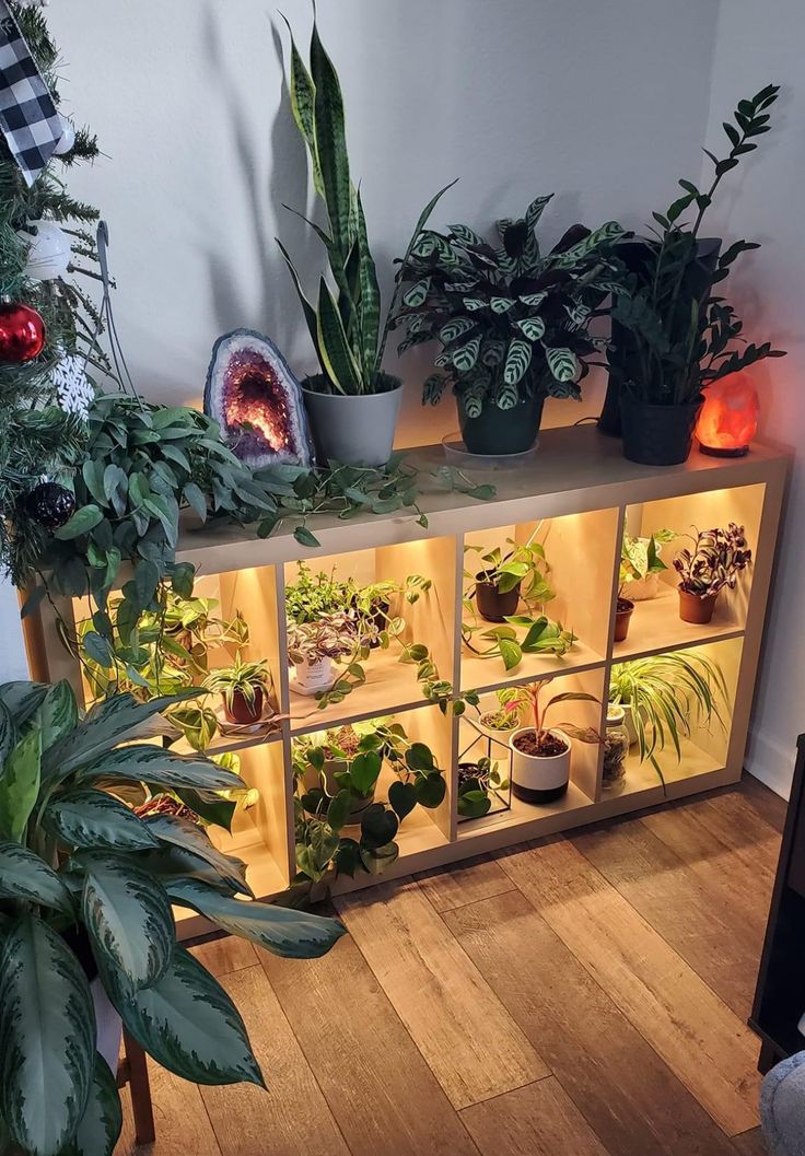 a room filled with lots of potted plants on top of a wooden floor next to a wall