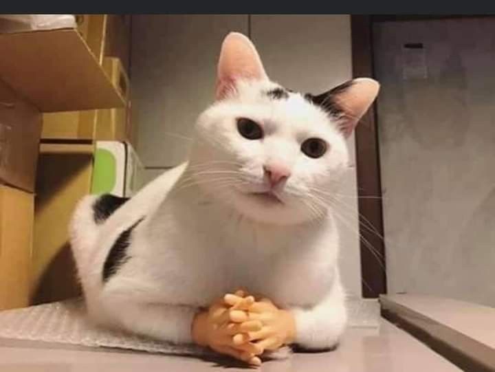 a black and white cat sitting on top of a table next to a toy doll