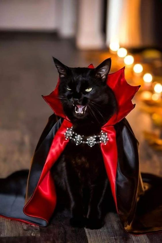 Cat costume! Evil Black Cat, Black Cat Meme, Cat Halloween Costume, Pose Fotografi, Pet Halloween Costumes, Cat Meme, A Black Cat, Halloween Animals, Cat Costumes