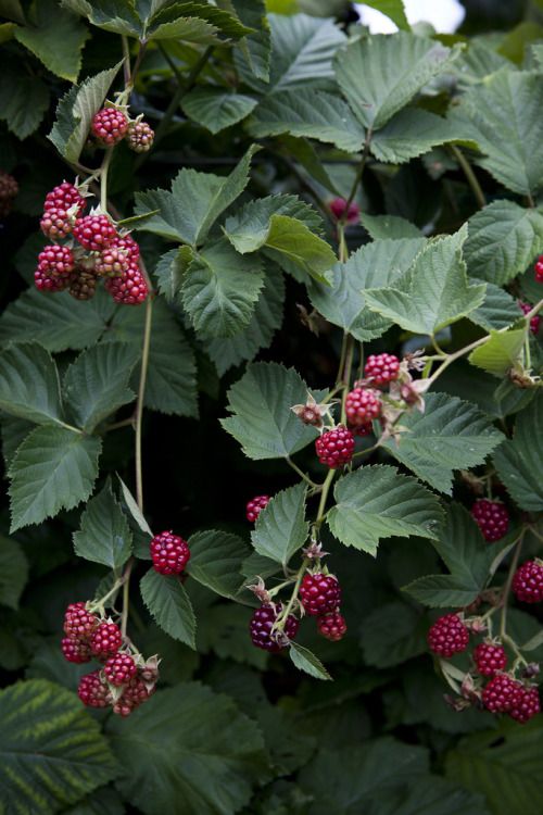 berries growing on the branches of a tree