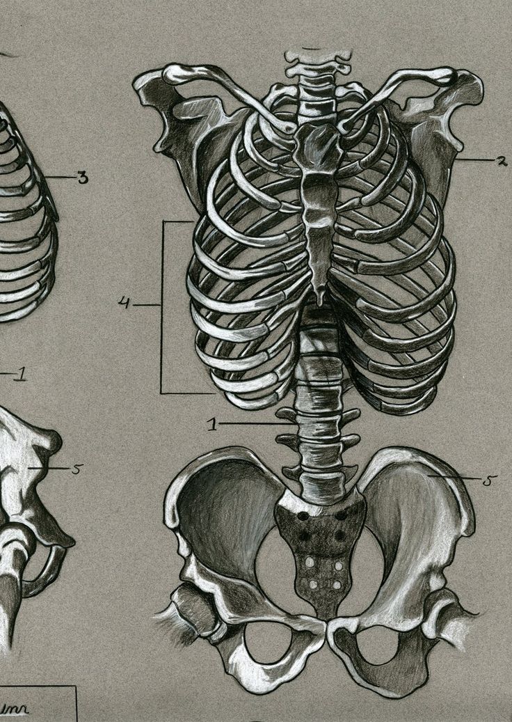 an image of a diagram of the human skeleton