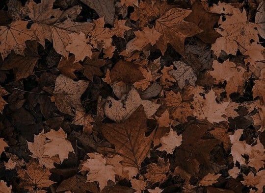 many brown leaves are scattered on the ground