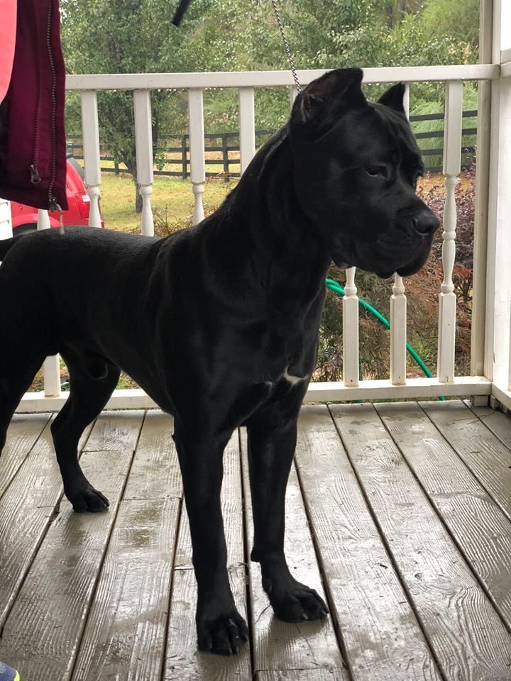 a large black dog standing on top of a wooden deck