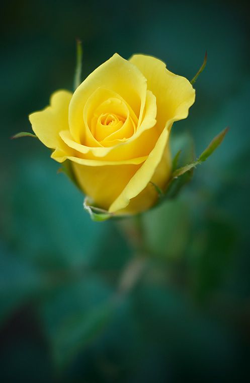 a yellow rose with green leaves in the background