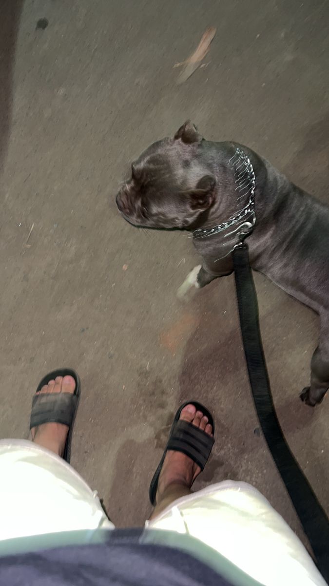 a dog standing next to a person wearing sandals and a chain around his neck on the ground