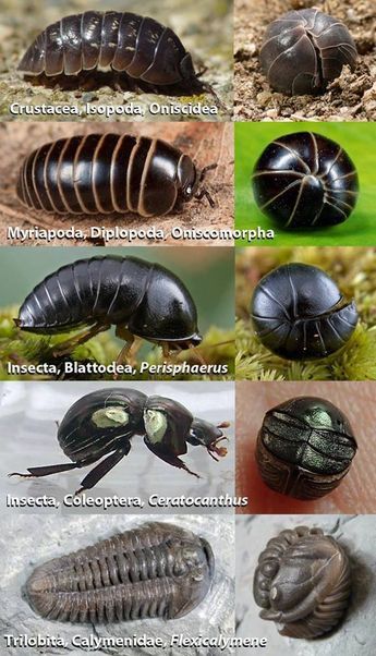 many different types of bugs and insects