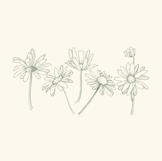 three daisies line drawing on a white background