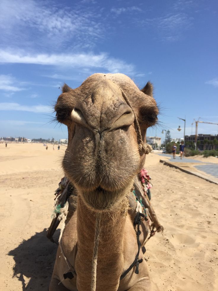 a camel sitting on top of a sandy beach