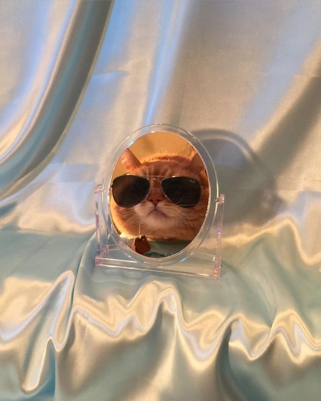 Gatos Cool, Wearing Sunglasses, Cat Aesthetic, Crazy Cat Lady, Cuteness Overload, Crazy Cats, Cool Cats, Cat Memes, A Cat