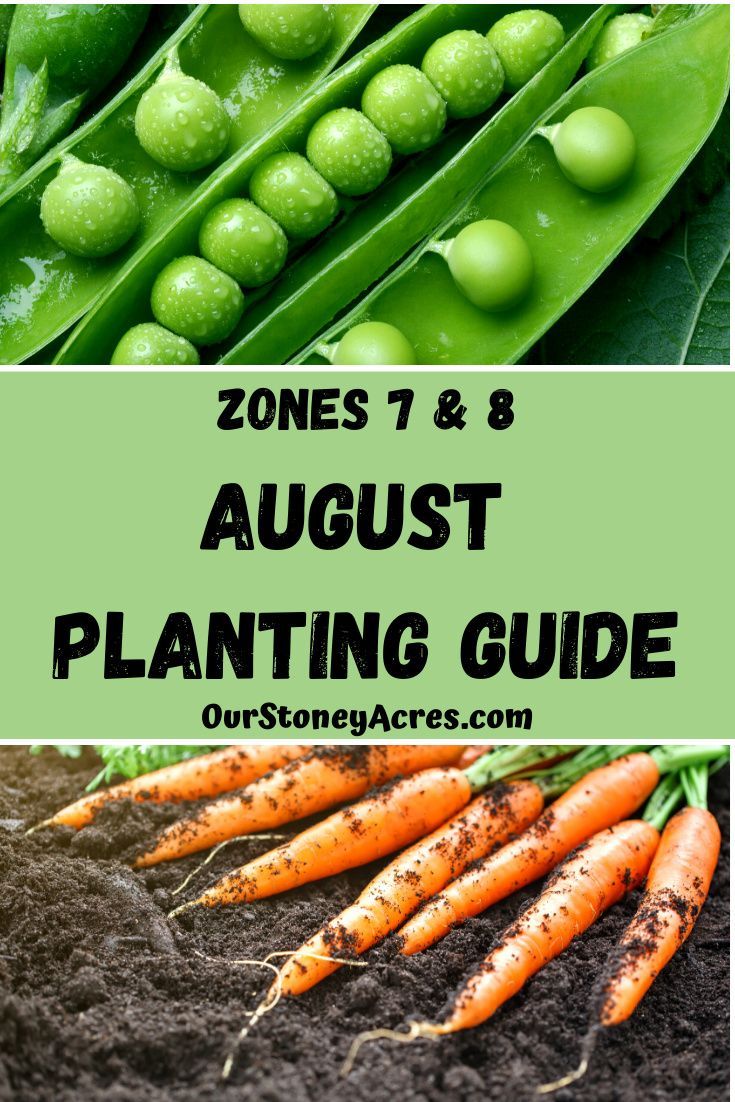 green peas and carrots with text overlay that reads zones 7 & 8 august planting guide