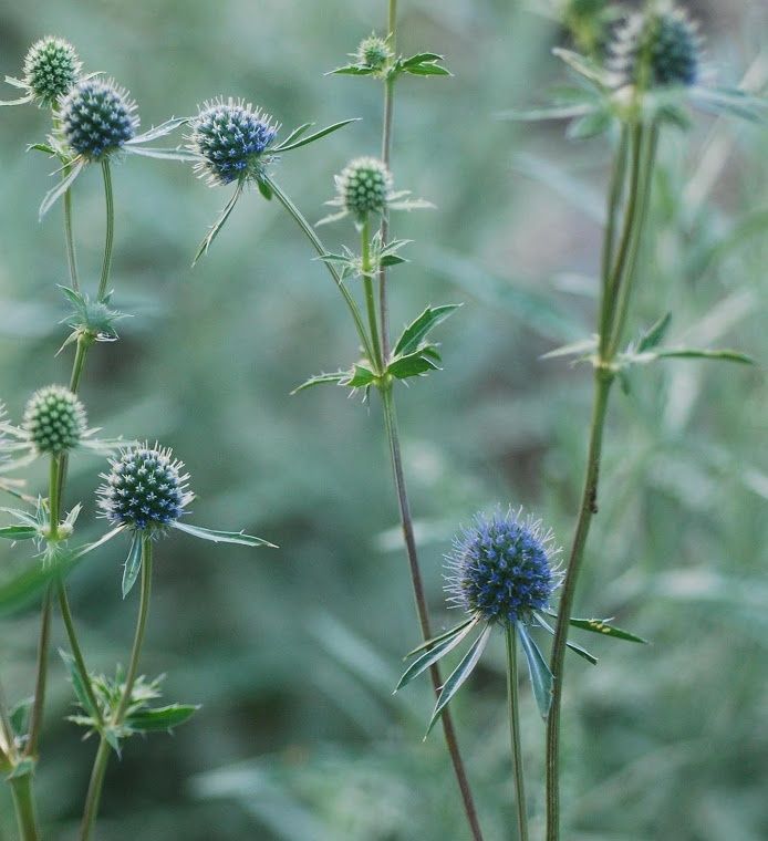 some very pretty blue flowers in the grass