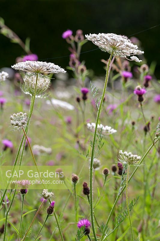 purple and white flowers growing in the grass