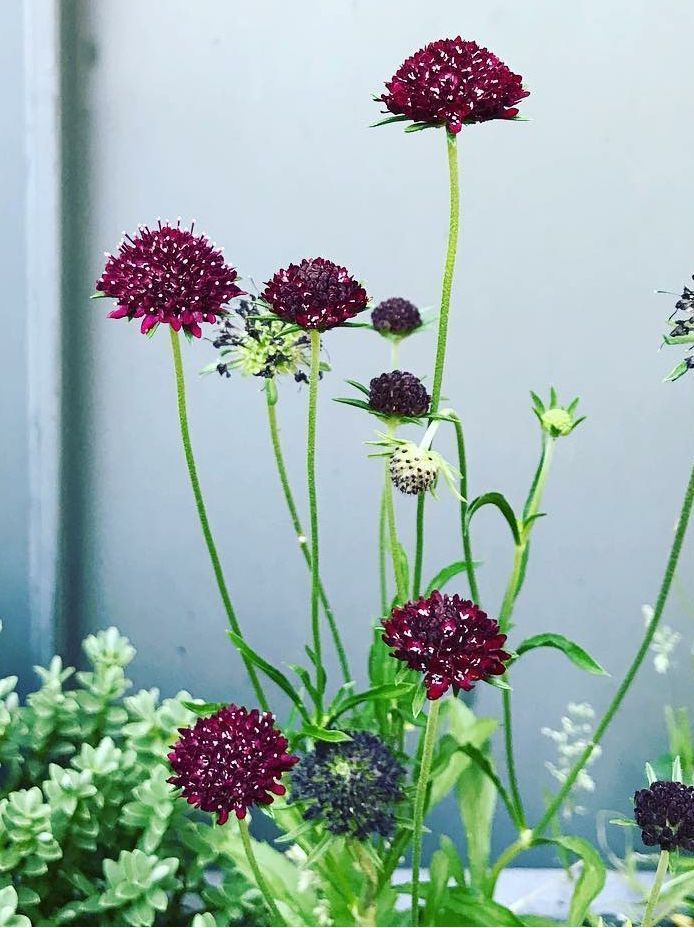 some purple flowers and green plants in front of a gray wall with windowsills