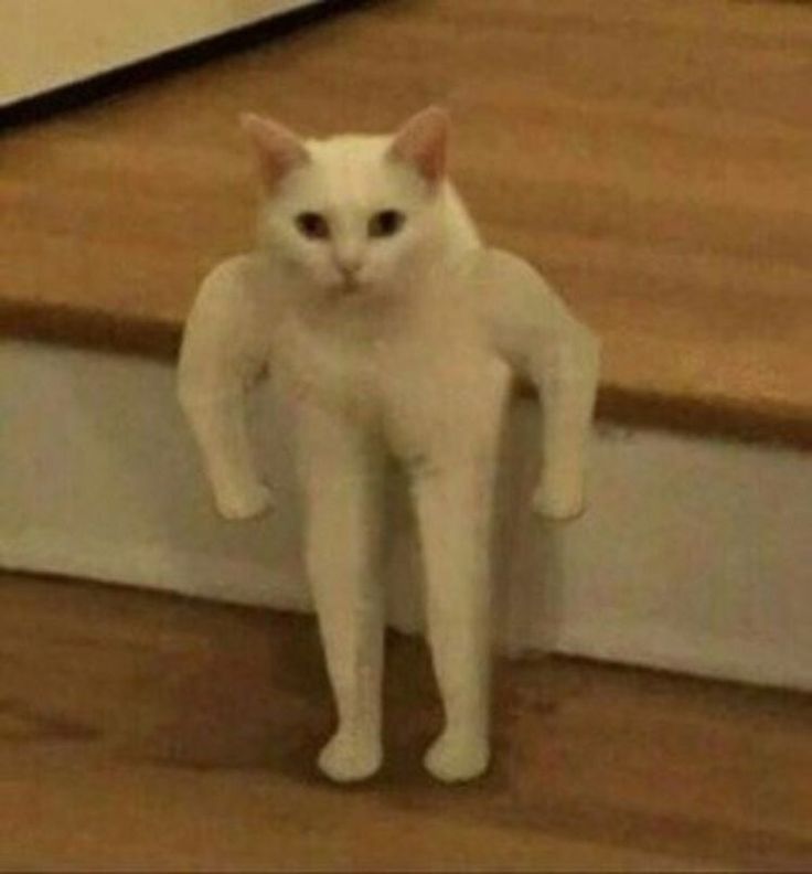 a white cat standing on top of a wooden floor