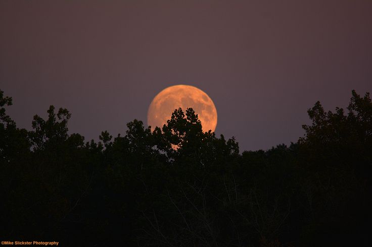 the full moon is seen through some trees