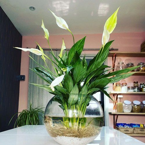 a fish bowl filled with water and plants on top of a white counter next to shelves