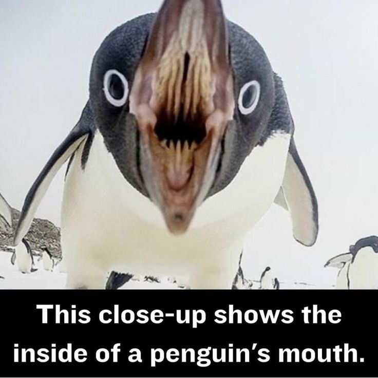 a penguin with its mouth open and the caption reads, this close - up shows the inside of a penguin's mouth