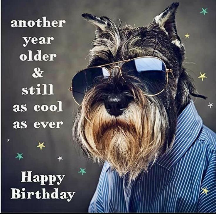 a dog wearing sunglasses and a shirt with the words happy birthday to another year older & still as cool as ever