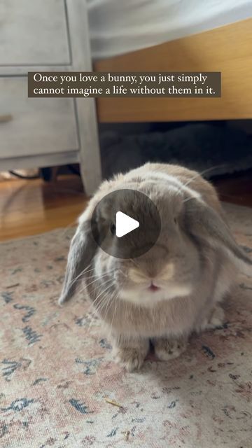 a rabbit sitting on top of a rug next to a bed and dresser with an ad in front of it