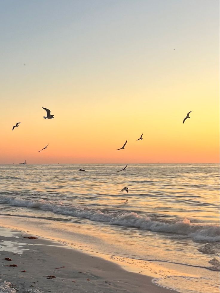 birds flying over the ocean at sunset