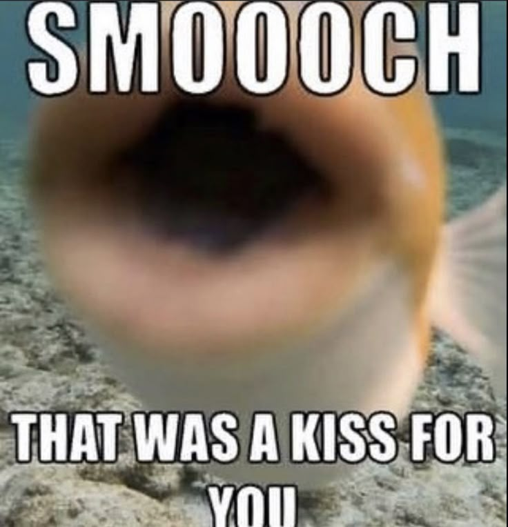 a close up of a fish with the caption that reads, smoothch that was a kiss for you