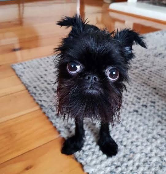 a small black dog standing on top of a wooden floor next to a chair and rug