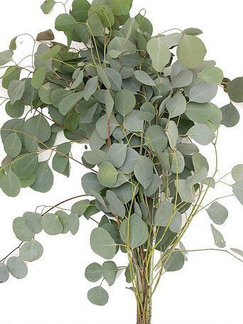 a plant with green leaves in a vase on a white background for decoration or as a centerpiece