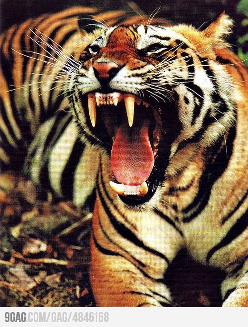 a tiger with its mouth open and it's teeth wide open while laying on the ground