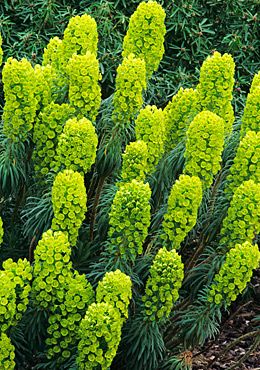 a close up of a plant with green leaves