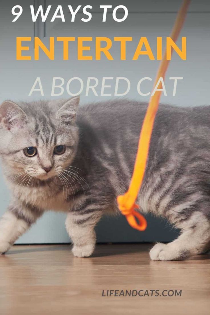 a grey cat with an orange leash on it's neck and the words 9 ways to entertain a bored cat