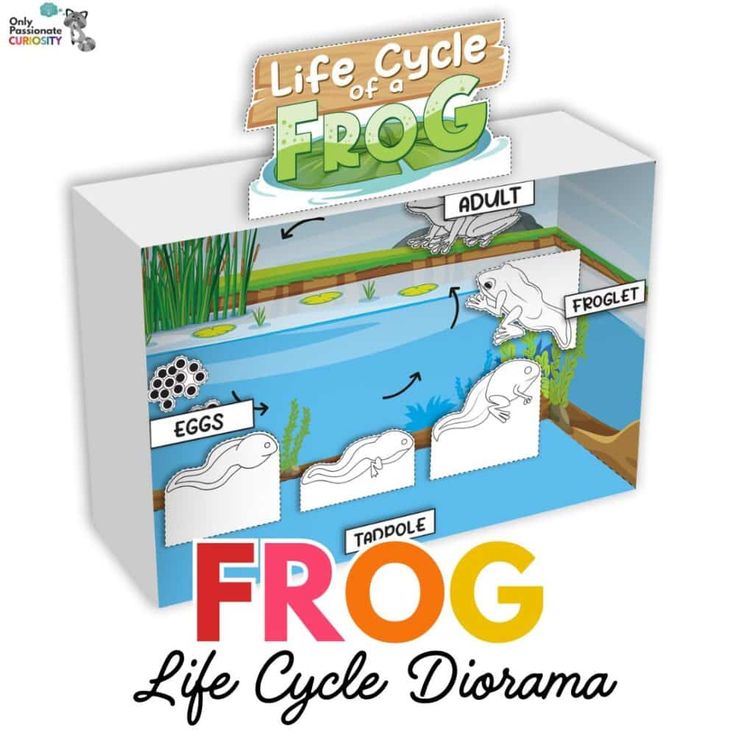 the frog life cycle diagram is shown in this graphic style, with information about how to use it