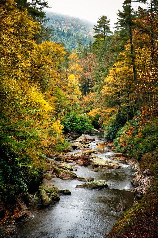 a river running through a forest filled with lots of trees covered in fall leaves and yellow foliage