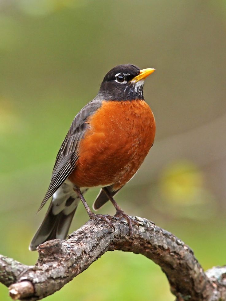 a small bird perched on top of a tree branch