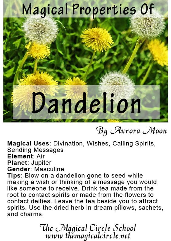 the magic properties of dandelion for kids and adults to learn how to use them