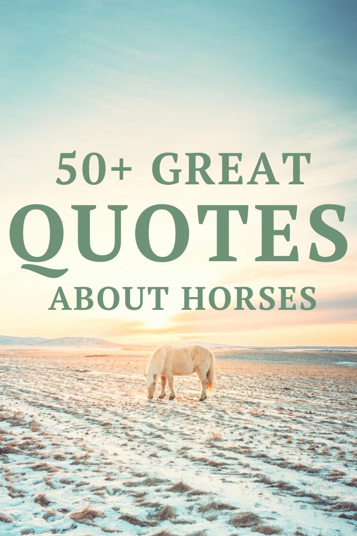 a horse grazing in the snow with text overlay that reads, 50 great quotes about horses