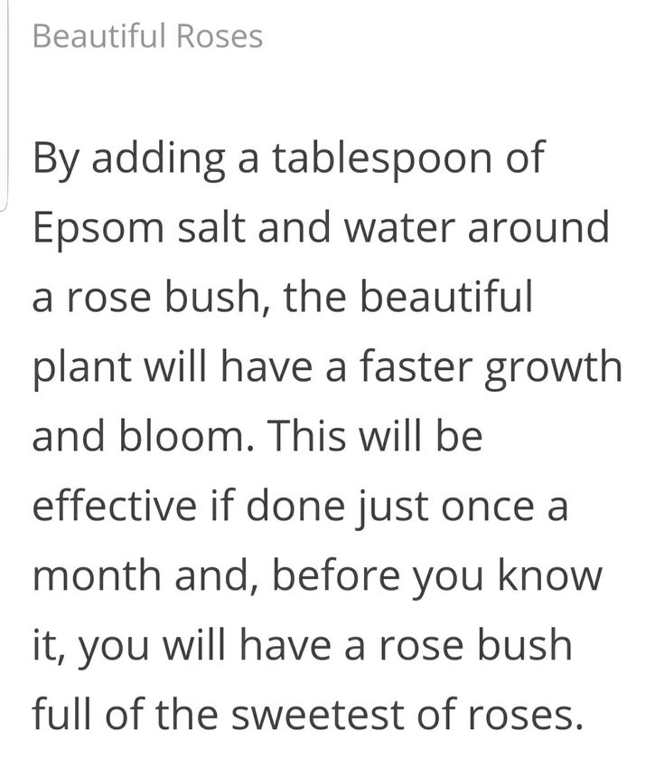 the text on the phone says, by adding a tablepoon of epsom salt and water around a rose bush, the beautiful plant will have a faster growth and bloom