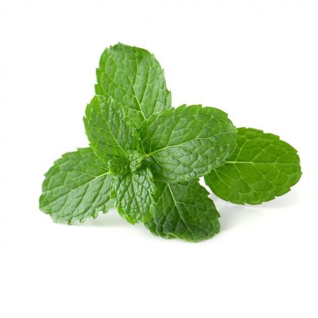 fresh mint leaves on white background