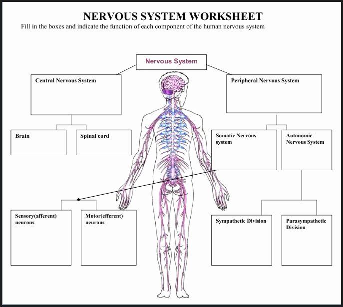 the nervous system worksheet with labels and diagrams for each organ in this diagram