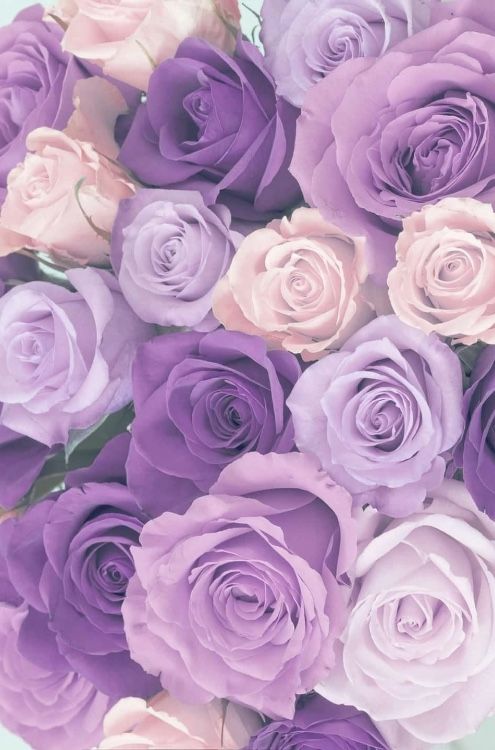 a bouquet of purple and white roses