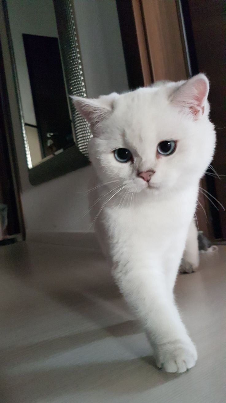 a white cat with blue eyes is walking on the floor in front of a mirror