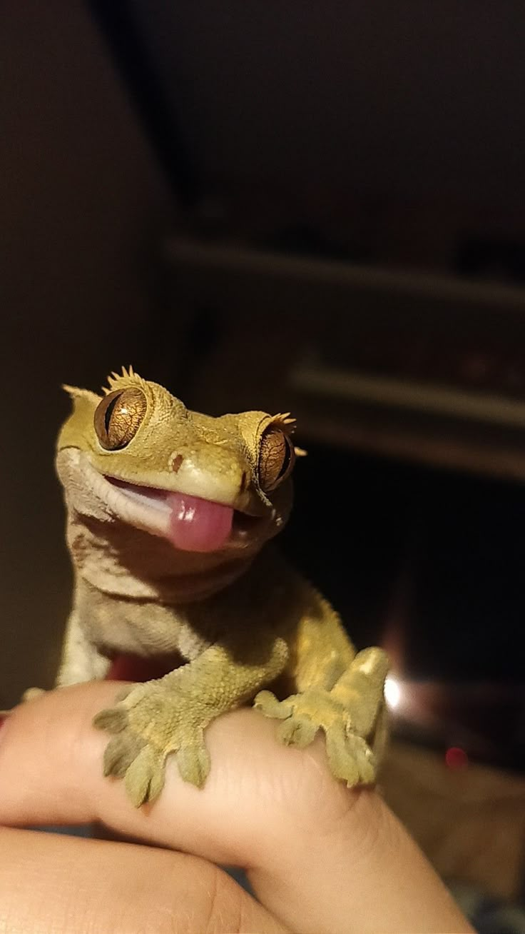 a small lizard sitting on top of someone's hand with it's tongue out