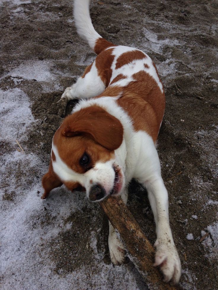 a brown and white dog is chewing on a stick in the snow with it's mouth open